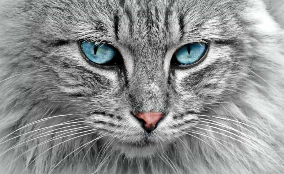 Кот. Источник фото: pxhere.com.