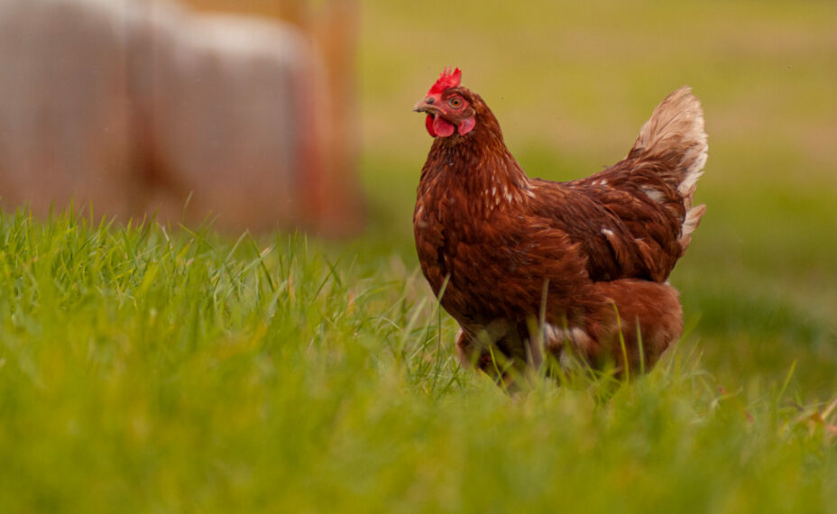 Некоторые применяют ненужные препараты. Фото: Freepik