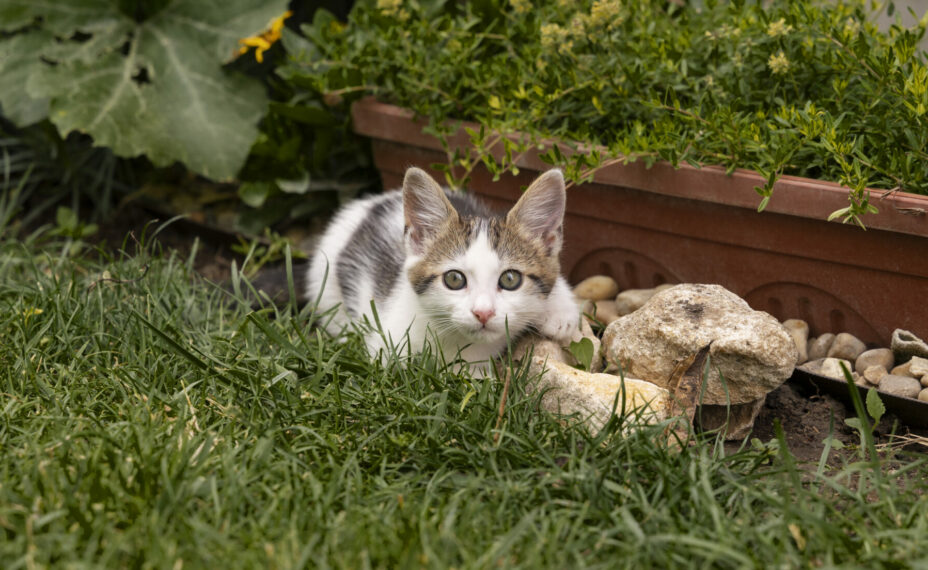 Коты могут оставить 