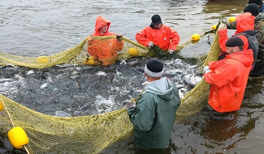 
Из-за осолонения в Азовском море все больше появляется черноморских обитателей. Фото: Наталья ВАРСЕГОВА