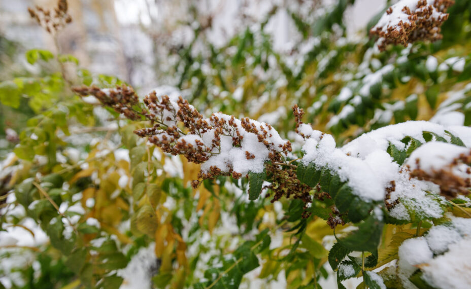 Первый зимний месяц, говорят специалисты,  в донском регионе будет придерживаться нормы по температурному режиму. Фото: Валерий ЗВОНАРЕВ